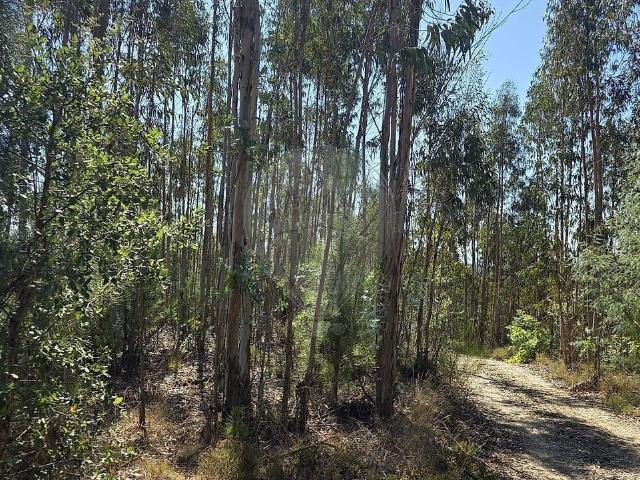 Terreno venda em Coval, Santa Comba Dão