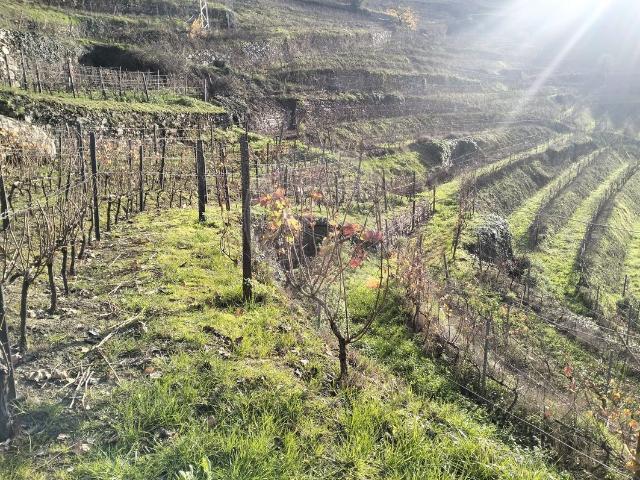 Terreno venda em Santa Marta De Penaguião, Vila Real
