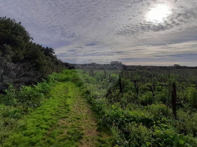 Terreno venda em Vila Nova do Coito, Santarém
