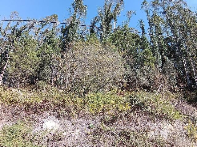 Terreno venda em Albergaria dos Doze, Pombal