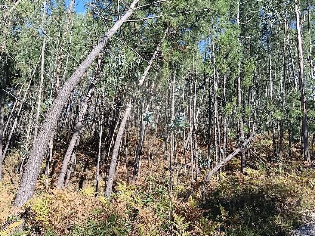 Terreno venda em Albergaria dos Doze, Pombal
