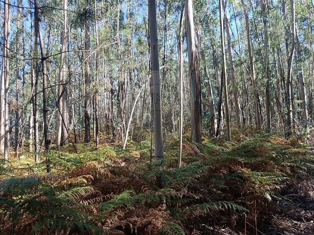 Terreno venda em Albergaria dos Doze, Pombal