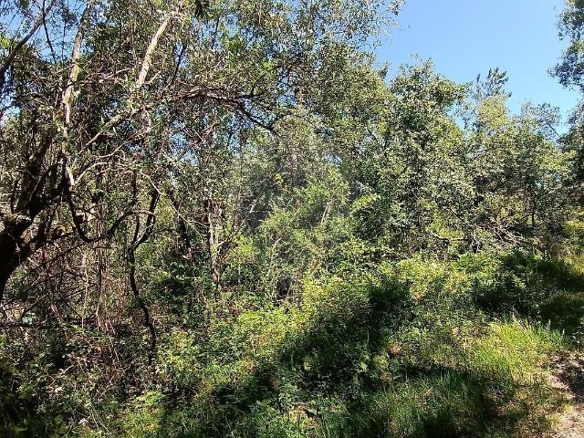 Terreno venda em Albergaria dos Doze, Pombal