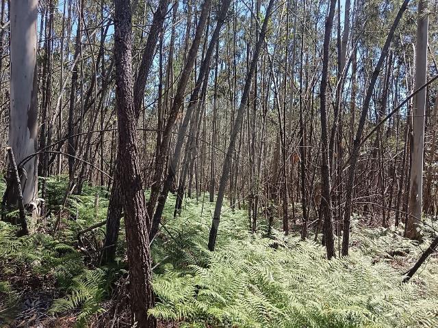 Terreno venda em Albergaria dos Doze, Pombal