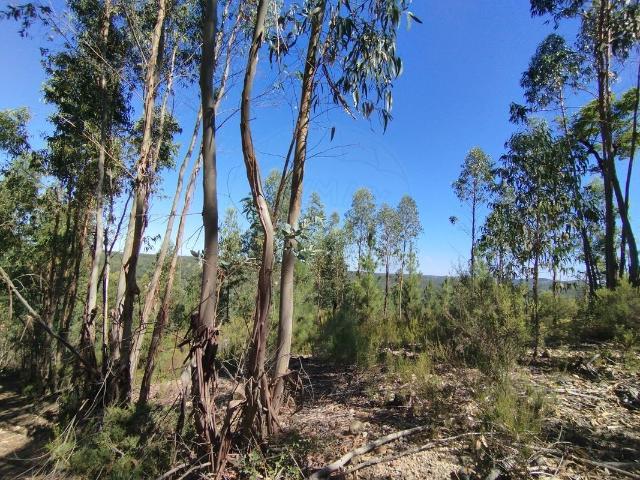 Terreno venda em Sardoal, Santarém