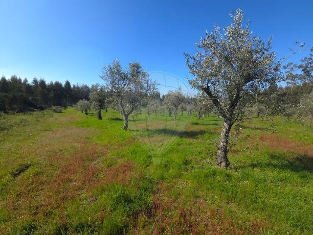 Terreno venda em Guarda, Seia