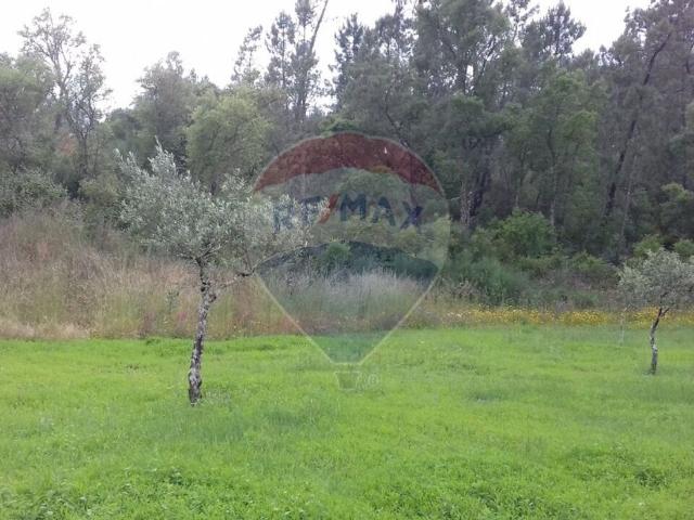 Terreno venda em Castelo Branco, Cumeada