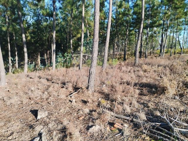 Terreno venda em Castelo Branco, Cumeada