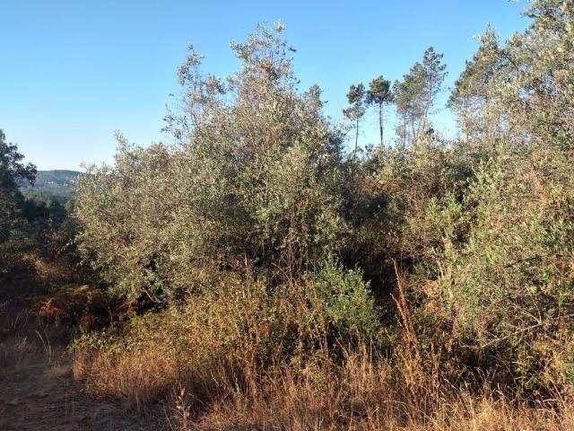 Terreno venda em Castelo Branco, Cumeada