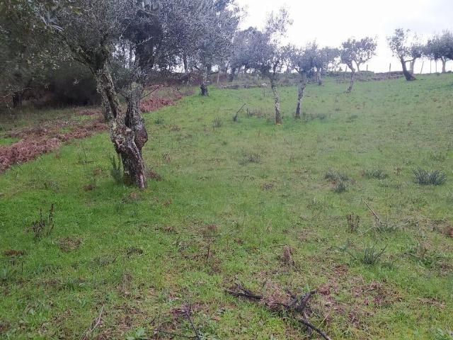 Terreno venda em Castelo Branco, Cumeada
