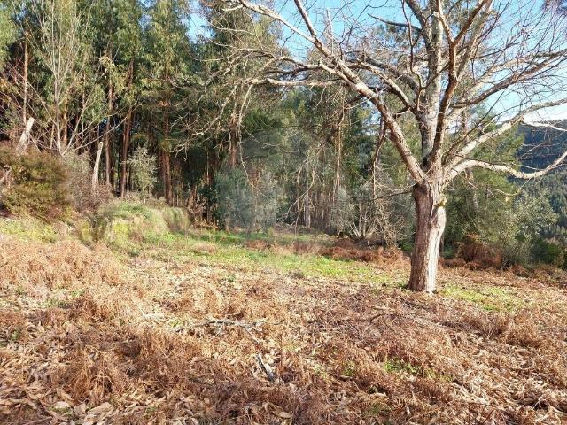 Terreno venda em Castelo Branco, Cumeada