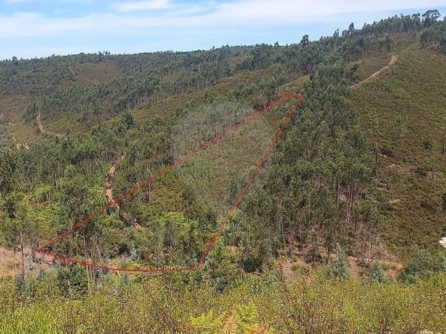 Terreno venda em Sertã