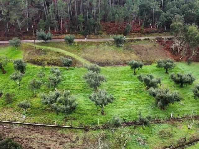 Terreno venda em Sertã