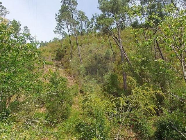 Terreno venda em Sertã