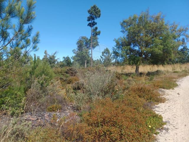 Terreno venda em Sesimbra (Castelo), Sesimbra