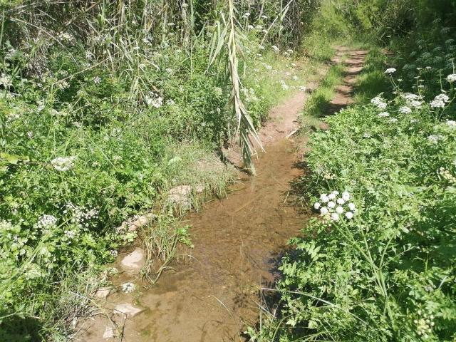 Terreno venda em São Bartolomeu De Messines, Faro