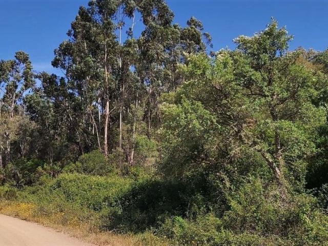 Terreno venda em São Bartolomeu De Messines, Faro