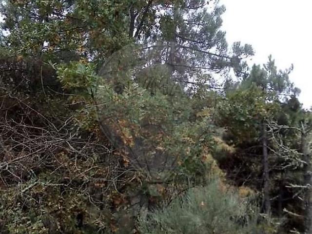 Terreno venda em Souto, Penedono