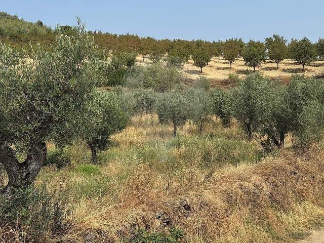 Terreno venda em Suçães, Mirandela