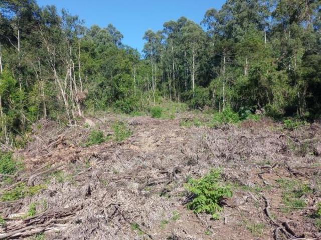 Terreno venda em Região Geográfica Imediata de Caxias do Sul, Região Metropolitana de Porto Alegre