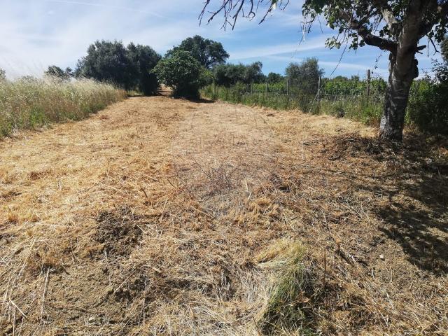 Terreno venda em Madalena e Beselga, Tomar
