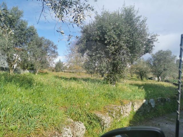 Terreno venda em Tondela e Nandufe, Tondela