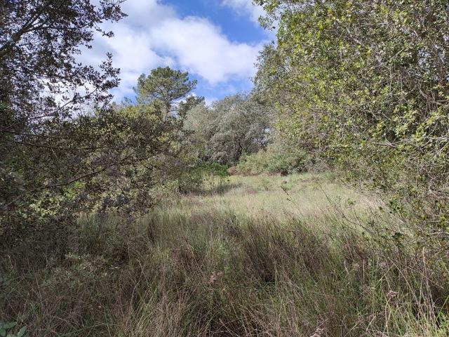 Terreno venda em Moreiras Grandes, Torres Novas