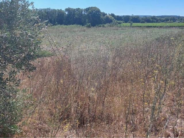 Terreno venda em Torres Novas, Santarém