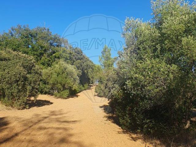Terreno venda em Olaia e Paço, Torres Novas