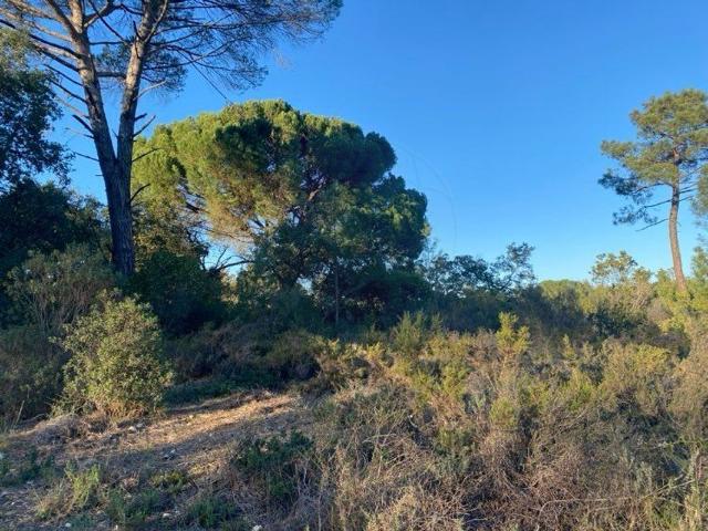 Terreno venda em Olaia e Paço, Torres Novas