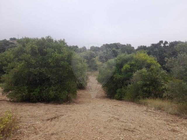 Terreno venda em Torres Novas, Santarém