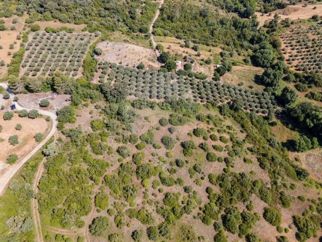 Terreno venda em Parceiros de São João, Torres Novas