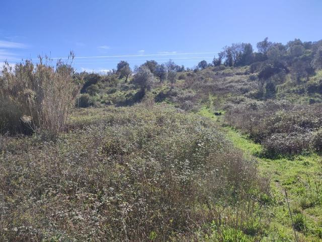 Terreno venda em Moreiras Grandes, Torres Novas