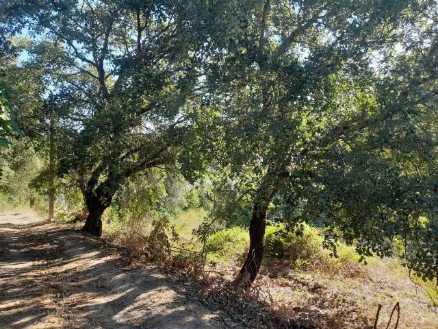 Terreno venda em Olaia e Paço, Torres Novas