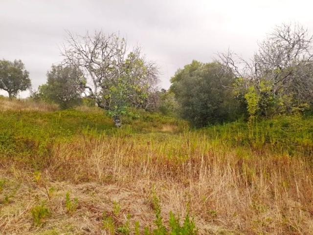 Terreno venda em Alcorriol, Torres Novas