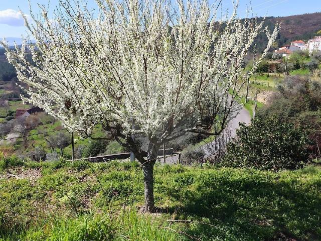 Terreno venda em Tortosendo, Covilhã