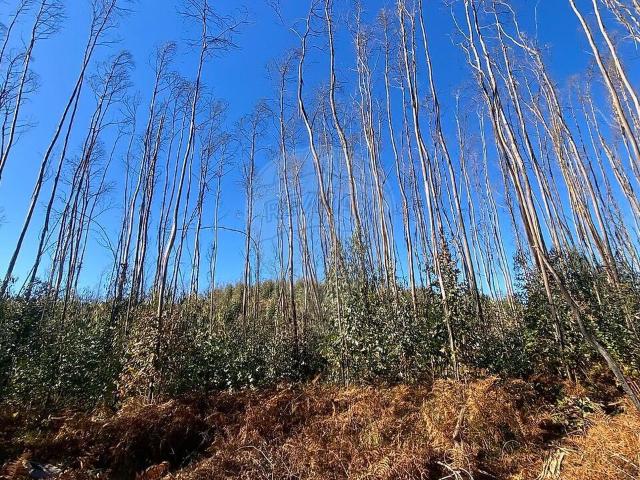 Terreno venda em Urqueira, Ourém