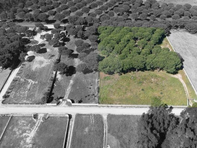 Terreno venda em Vendas Novas, Évora