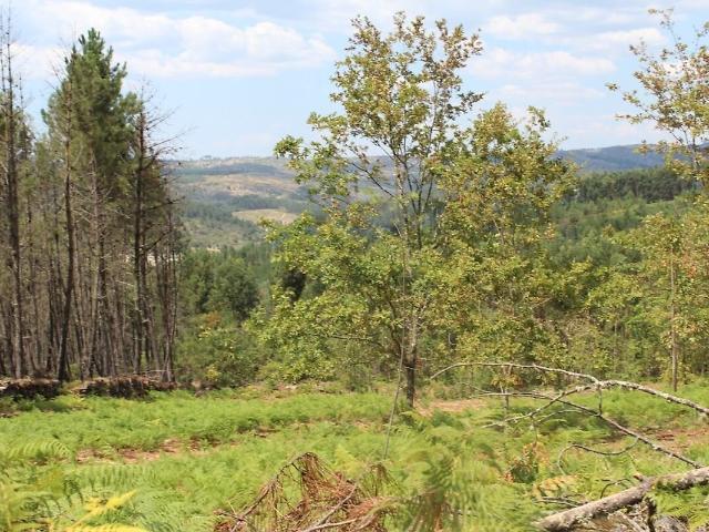 Terreno venda em Pena Verde, Aguiar da Beira