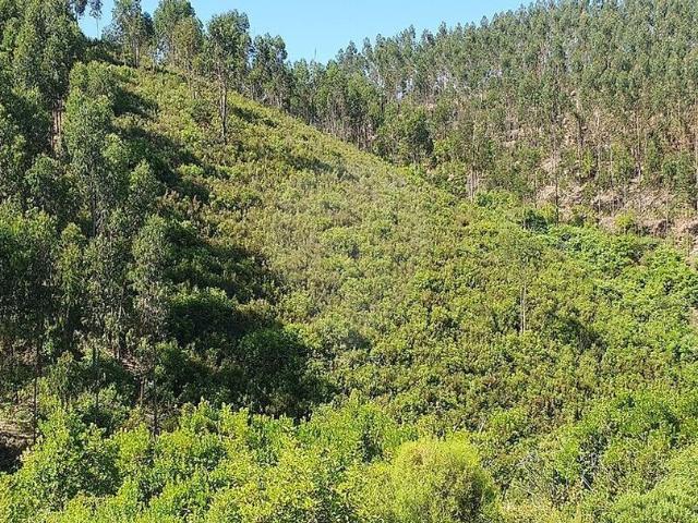 Terreno venda em Vila de Rei