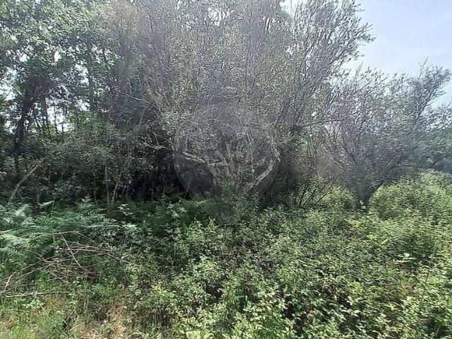 Terreno venda em Vila Franca das Naves e Feital, Trancoso