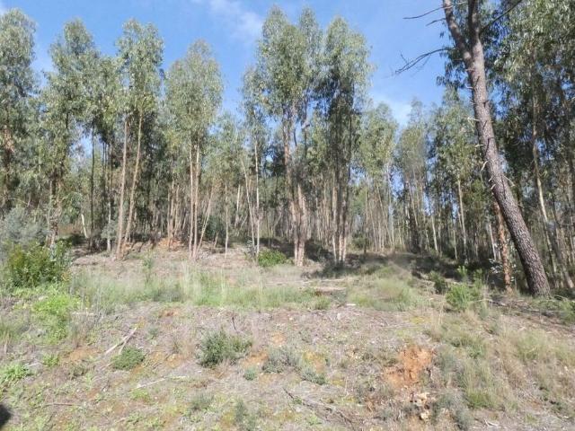 Terreno venda em Limeiras, Praia Do Ribatejo