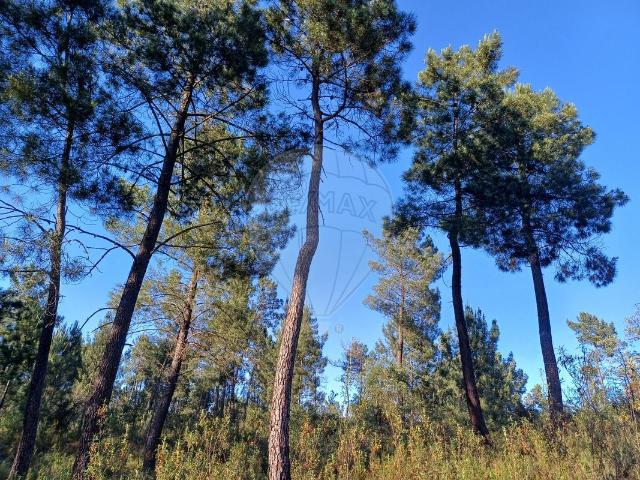 Terreno venda em Limeiras, Praia Do Ribatejo