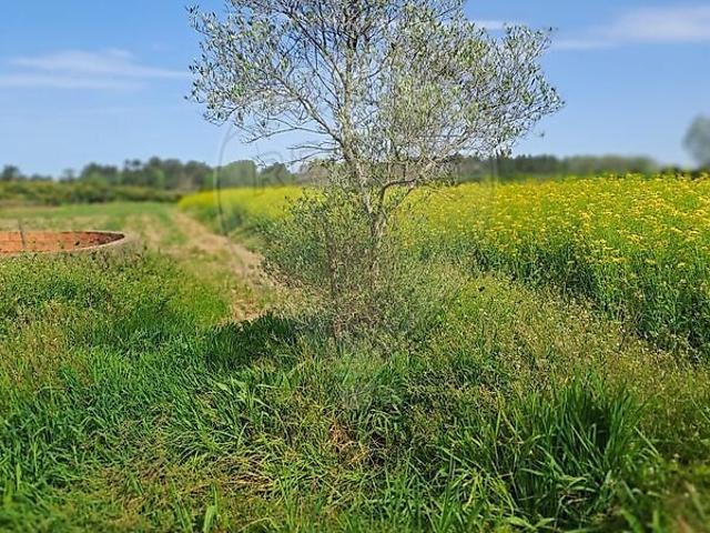 Terreno venda em Vilarinho do Bairro, Anadia