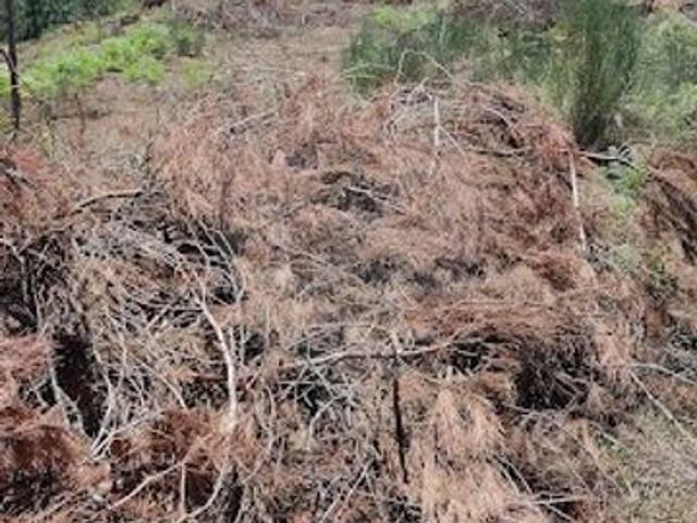 Terreno venda em Corvos-à-Nogueira, Viseu