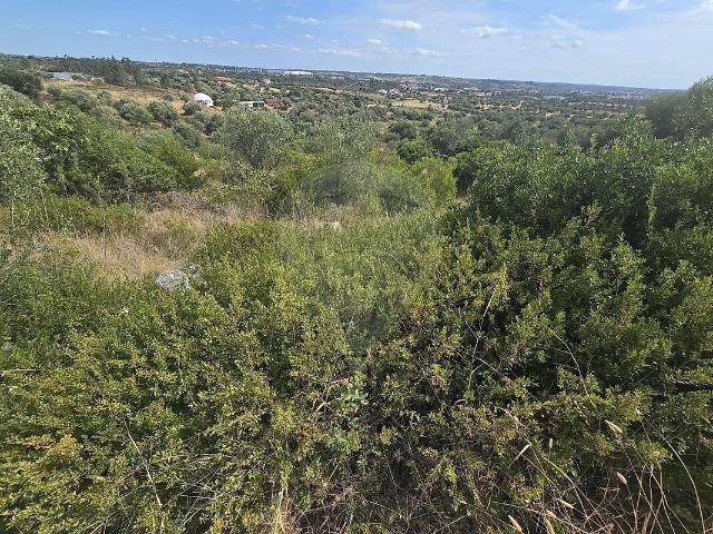 Terreno venda em Zibreira, Torres Novas