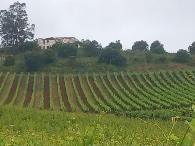 Terreno venda em Estremoz, Évora