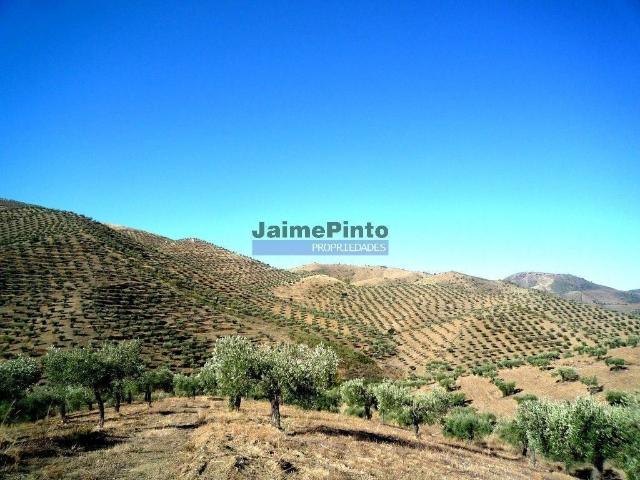 Terreno venda em Figueira de Castelo Rodrigo, Guarda