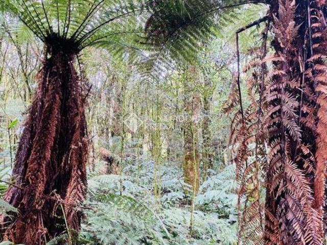 Terreno venda em Região Geográfica Imediata de Caxias do Sul, São Francisco de Paula