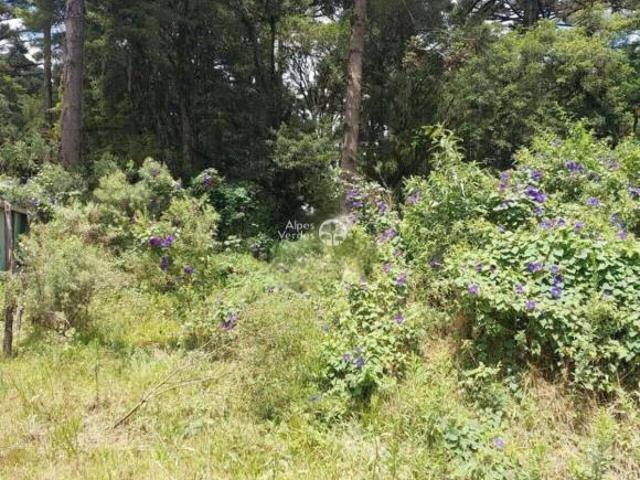 Terreno venda em Canela